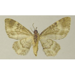 /filer/webapps/moths/media/images/A/androgyna_Chloroclystis_AF_ZSMb.jpg