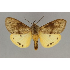 /filer/webapps/moths/media/images/S/subflava_Teracotona_ST_BMNH.jpg