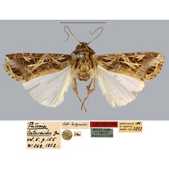 /filer/webapps/moths/media/images/T/testaceoides_Prodenia_LT_MNHN.jpg