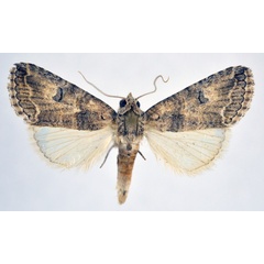 /filer/webapps/moths/media/images/O/ochrosia_Proconis_A_NHMO.jpg