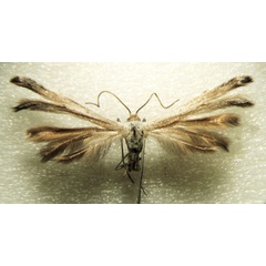 /filer/webapps/moths/media/images/L/londti_Gypsochares_HT_TMSA.jpg