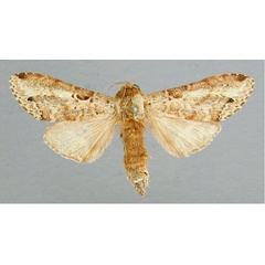 /filer/webapps/moths/media/images/T/triangularis_Eurystauridia_A_RMCA_02.jpg