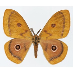 /filer/webapps/moths/media/images/R/rendalli_Bunaeopsis_AM_Basquin_01.jpg
