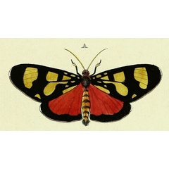 /filer/webapps/moths/media/images/E/euphemia_Heraclia_Cramer4_345_A.jpg