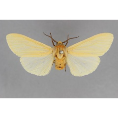 /filer/webapps/moths/media/images/P/parva_Pseudoradiarctia_HT_BMNH.jpg