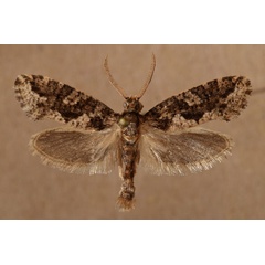 /filer/webapps/moths/media/images/B/brachyctenis_Compsoctena_A_Butler.jpg