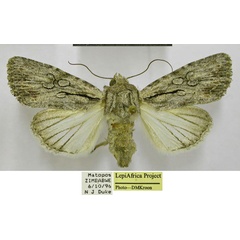 /filer/webapps/moths/media/images/G/geraea_Omphalestra_AF_TMSA.jpg