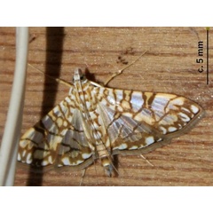 /filer/webapps/moths/media/images/T/traducalis_Synclera_A_Sydes.jpg