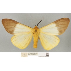 /filer/webapps/moths/media/images/M/meloui_Coenostegia_PLTM_BMNH_01.jpg