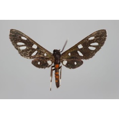 /filer/webapps/moths/media/images/S/stictoptera_Amata_HT_BMNH.jpg