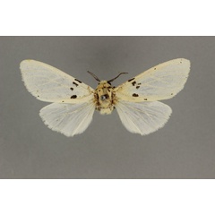/filer/webapps/moths/media/images/A/antemediatus_Alpenus_HT_BMNH.jpg