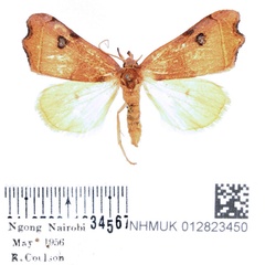 /filer/webapps/moths/media/images/P/phalaeniformis_Hondryches_AM_BMNH_01.jpg
