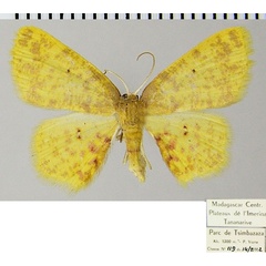 /filer/webapps/moths/media/images/D/doricaria_Chrysocraspeda_AF_ZSMa.jpg