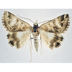 /filer/webapps/moths/media/images/S/sana_Cerocala_AF_NHMO.jpg