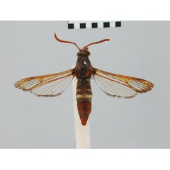 /filer/webapps/moths/media/images/C/chalciphora_Monopetalotaxis_HT_BMNH.jpg