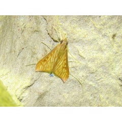 /filer/webapps/moths/media/images/C/catalaunalis_Antigastra_A_Goff_02.jpg