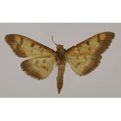 /filer/webapps/moths/media/images/X/xylocraspis_Syllepte_HT_BMNH.jpg