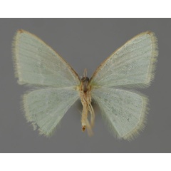/filer/webapps/moths/media/images/S/simplex_Costomolopsis_A_ZSM_02.jpg