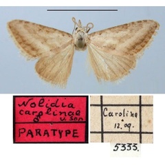 /filer/webapps/moths/media/images/C/carolinae_Nolidia_PT_TMSA.jpg