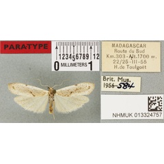 /filer/webapps/moths/media/images/M/margarita_Eilema_PTM_BMNH_01a.jpg
