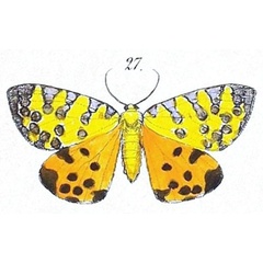 /filer/webapps/moths/media/images/P/pantheraria_Lomaspilis_HT_Felder_100-27.jpg