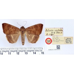 /filer/webapps/moths/media/images/U/usitata_Achaea_ST_BMNH.jpg