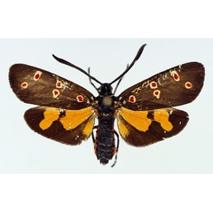 /filer/webapps/moths/media/images/O/ocellaris_Zutulba_AF_TMSA.jpg