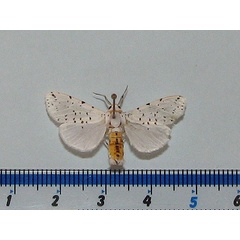 /filer/webapps/moths/media/images/P/punctulatum_Micralarctia_A_Goff_02.jpg