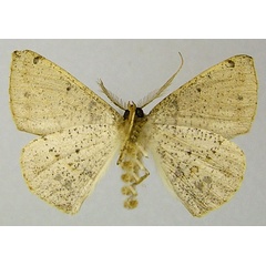 /filer/webapps/moths/media/images/A/anearia_Psilocerea_AM_ZSMb.jpg