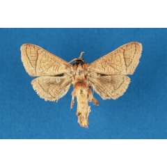 /filer/webapps/moths/media/images/L/lusamboensis_Haberlandia_PTF_RMCA.jpg