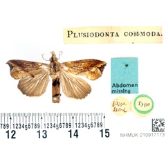 /filer/webapps/moths/media/images/C/commoda_Plusiodonta_HT_BMNH.jpg