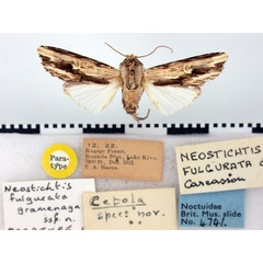 /filer/webapps/moths/media/images/F/fulgurata_Neostichtis_PT_BMNH.jpg