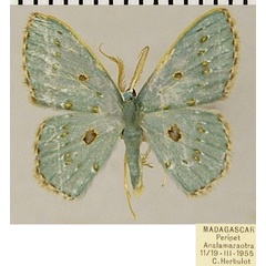 /filer/webapps/moths/media/images/R/rufocellata_Comostolopsis_AM_ZSMa.jpg