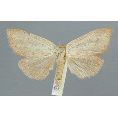 /filer/webapps/moths/media/images/O/orientalis_Lopiena_PT_RMCA.jpg