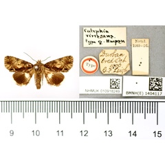 /filer/webapps/moths/media/images/V/virescens_Catephia_HT_BMNH.jpg