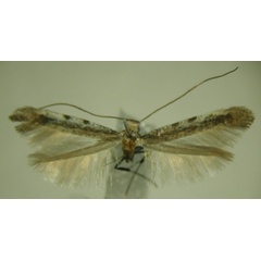 /filer/webapps/moths/media/images/V/verecunda_Caloptilia_HT_ZMBH.jpg