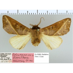 /filer/webapps/moths/media/images/G/gypsitea_Peratodonta_HT_NMB.jpg
