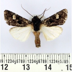 /filer/webapps/moths/media/images/P/pauliani_Brithysana_AM_BMNH.jpg
