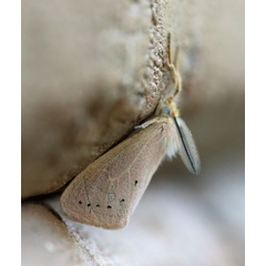 /filer/webapps/moths/media/images/S/subrosea_Laelia_A_Voaden_01.jpg