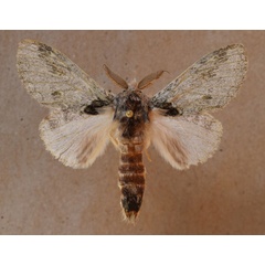 /filer/webapps/moths/media/images/B/basalis_Desmeocraera_A_Butler.jpg