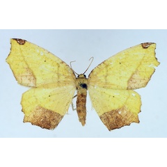 /filer/webapps/moths/media/images/S/subspersa_Epigynopteryx_AF_TMSA.jpg