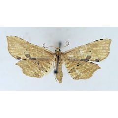 /filer/webapps/moths/media/images/N/nigropunctula_Cornuterus_AM_TMSA.jpg