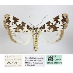 /filer/webapps/moths/media/images/S/strabonis_Sommeria_AF_MGCLa_02.jpg