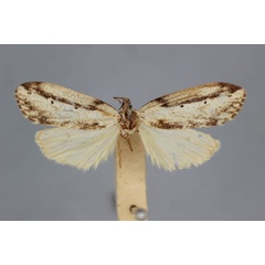 /filer/webapps/moths/media/images/P/prominens_Exilisia_HT_BMNH.jpg