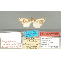 /filer/webapps/moths/media/images/C/confluens_Argyrophora_HT_TMSA.jpg