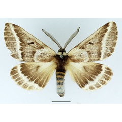 /filer/webapps/moths/media/images/T/thalia_Sabalia_AM_Basquin.jpg