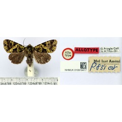 /filer/webapps/moths/media/images/R/rufifusoides_Nyodes_AT_BMNH.jpg