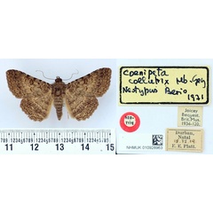 /filer/webapps/moths/media/images/C/collutrix_Coenipeta_NT_BMNH.jpg