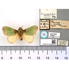 /filer/webapps/moths/media/images/U/urda_Parasa_HT_BMNH.jpg