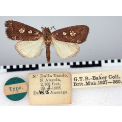 /filer/webapps/moths/media/images/L/leucostigma_Ethiopica_HT_BMNH.jpg
